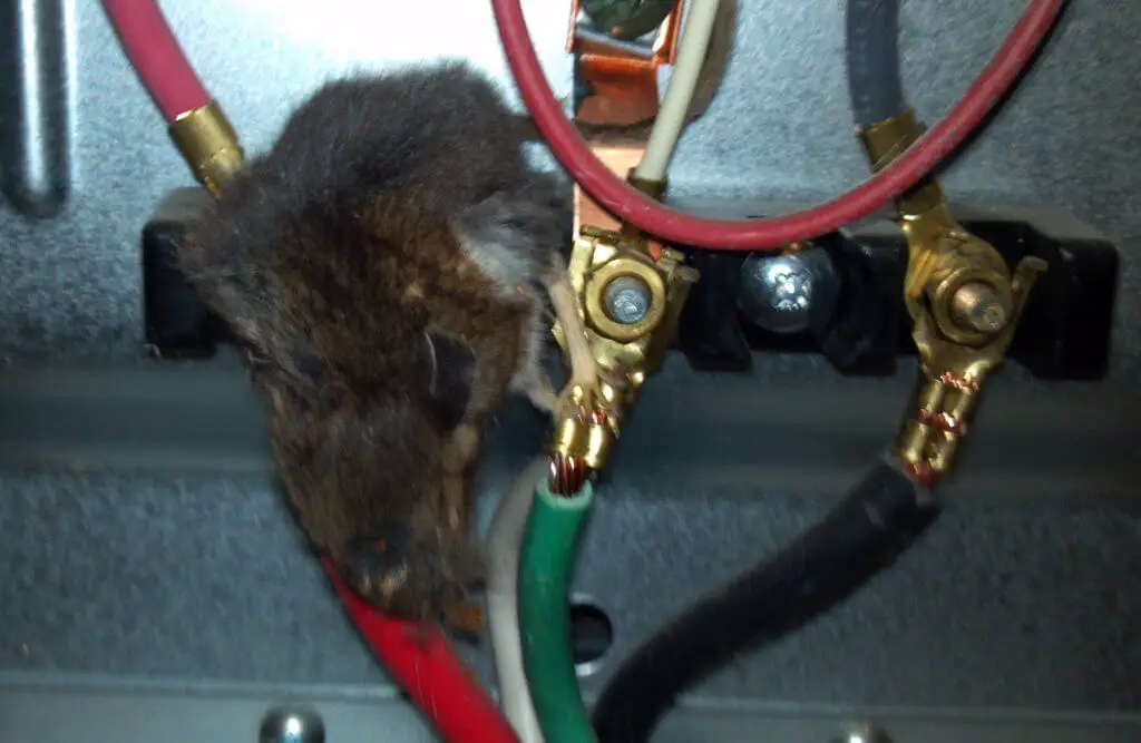 mouse damage cable in PLC