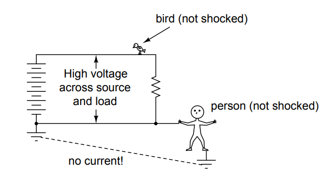 Bird Not Shocked